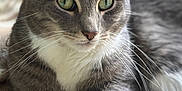 Stanley is registered to the contest to win money with this photo: cat, gray_cat, white_paw, green_eyes, close_up, indoor, pet, feline, resting, fur, whiskers, animal, domestic_cat, portrait, soft_light, patterned_surface, relaxed, cute, laying_down, focus