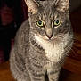 Stanley is registered to the contest to win money with this photo: cat, tabby_cat, green_eyes, close_up, portrait, animal, pet, feline, whiskers, gray_fur, white_chest, sitting, wooden_surface, indoor, curious, focused, domestic_cat, soft_lighting, background_blur, ears