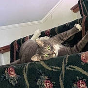 Stanley joined the competition — help win amazing prizes! cat, gray_cat, green_eyes, carpet, staircase, stretching, indoor, pet, feline, animal, whiskers, paws, relaxed, home, cozy, curious, fur, resting, cute, domestic