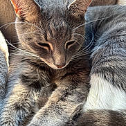 Stanley joined the competition — help win amazing prizes! cat, grey_cat, tabby, whiskers, fur, pet, animal, sleeping, resting, cozy, soft_texture, close_up, indoor, natural_light, relaxation, cute, feline, domestic_cat, paw, tail
