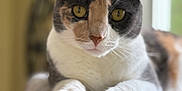 Asia joined the competition — help win amazing prizes! cat, calico, feline, pet, indoor, cozy, blanket, paws, fur, closeup, animal, window, natural_light, resting, cute, whiskers, ears, focus, soft, comfortable