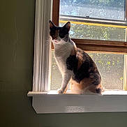 Asia joined the competition — help win amazing prizes! cat, calico_cat, windowsill, window, sunlight, indoor, pet, animal, curious, feline, backlit, mesh_screen, white_trim, green_wall, domestic_cat, sitting, shadow, natural_light, quiet, still_life