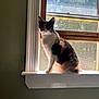 cat, calico_cat, windowsill, window, sunlight, indoor, pet, animal, curious, feline, backlit, mesh_screen, white_trim, green_wall, domestic_cat, sitting, shadow, natural_light, quiet, still_life