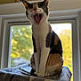 Asia joined the competition — help win amazing prizes! cat, calico, yawning, pet, indoor, window, blanket, feline, animal, sitting, mouth_open, teeth, fur, whiskers, ears, home, sunlight, daylight, portrait, cute