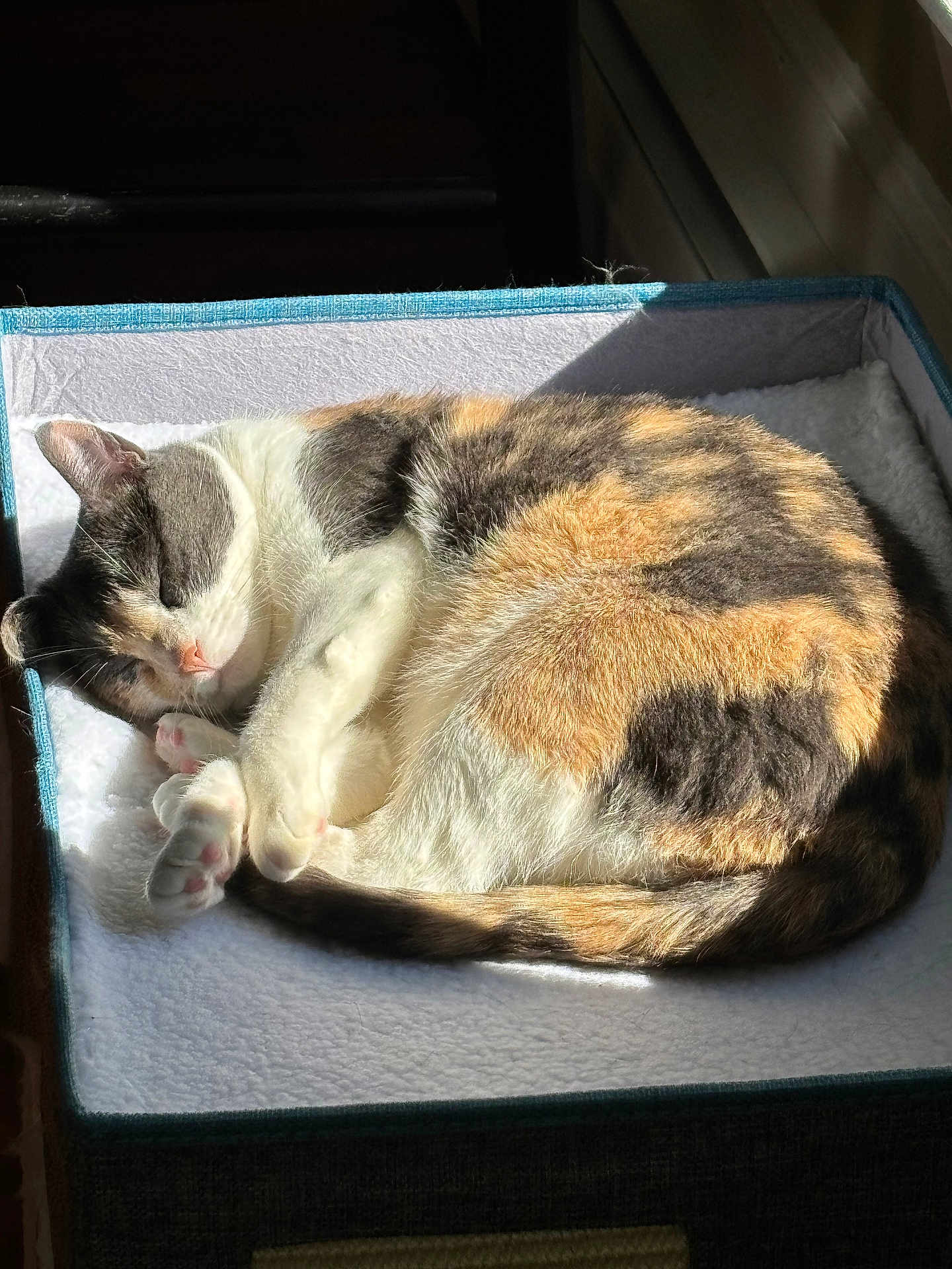 Asia is registered to the contest to win money with this photo: cat, calico_cat, sleeping, cozy, sunlight, box, pet, feline, fur, paw, whiskers, indoor, resting, cute, animal, domestic_cat, relaxation, soft, comfort, nap