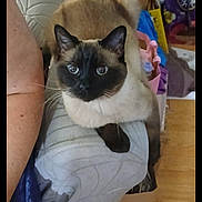Bandit is registered to the contest to win money with this photo: cat, siamese_cat, feline, pet, indoor, couch, armrest, blue_eyes, whiskers, fur, curious, looking, animal, domestic, mammal, household, relaxed, closeup, brown, black