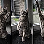 cat, tabby_cat, green_eyes, window, indoor, doormat, paw, whiskers, triptych, portrait, feline, playful, stretching, paws_up, curious, glass_window, backyard, fur, sitting, pet