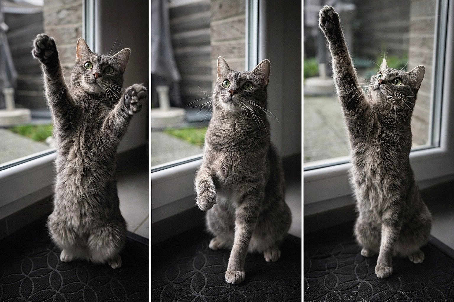 Myah a rejoint le concours — aidez-le/la à gagner de superbes lots ! cat, tabby_cat, green_eyes, window, indoor, doormat, paw, whiskers, triptych, portrait, feline, playful, stretching, paws_up, curious, glass_window, backyard, fur, sitting, pet
