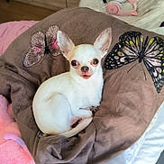 Jedi a rejoint le concours — aidez-le/la à gagner de superbes lots ! chihuahua, dog, small_dog, pet, white_fur, curled_up, butterfly_cushion, blanket, bedroom, dresser, pink_headphones, plush_toy, looking_at_camera, big_eyes, cute, cozy, indoor, furniture, portrait, closeup