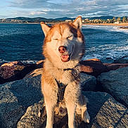 Killian participe au concours pour gagner de l'argent avec cette photo : dog, sitting, rock, ocean, waves, sky, cloud, sunlight, smiling, nature, outdoor, harness, leash, sea, coast, mountain, happy, pet, canine, scenic