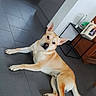 Scooby participe au concours pour gagner de l'argent avec cette photo : dog, tan_dog, lying_down, floor, tiled_floor, kitchen, cabinet, side_table, home_interior, pet, looking_at_camera, ears_up, curious, relaxed, domestic_animal, indoors, furniture, decor, floor_tiles, canine