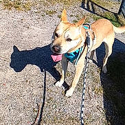 Scooby participe au concours pour gagner de l'argent avec cette photo : dog, canine, animal, pet, harness, leash, outdoor, gravel, shadow, sunlight, grass, concrete, road, playful, happy, tongue_out, ears_up, daytime, walking, nature