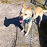 dog, canine, animal, pet, harness, leash, outdoor, gravel, shadow, sunlight, grass, concrete, road, playful, happy, tongue_out, ears_up, daytime, walking, nature