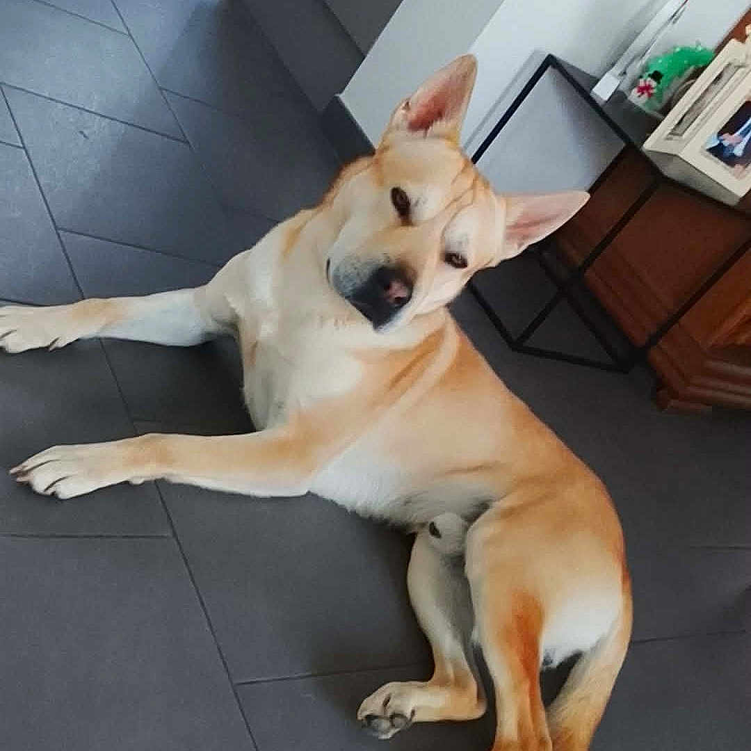 Scooby participe au concours pour gagner de l'argent avec cette photo : dog, indoor, floor, tile, brown, white, canine, pet, relaxed, laying, ears, tail, furniture, cabinet, table, home, animal, resting, domestic, companion