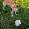 dog, grass, soccer_ball, outdoor, pet, animal, play, sunlight, lawn, tan_dog, canine, fur, side_view, alert, young_dog, daylight, nature, sport, recreation, concrete