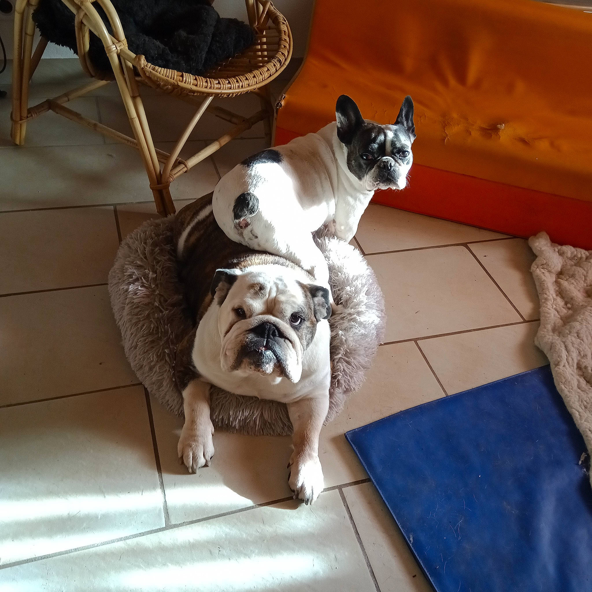 Maïté participe au concours pour gagner de l'argent avec cette photo : bulldog, canidae, carnivore, comfort, companion_dog, dog, dog_breed, dog_supply, fawn, floor, flooring, hardwood, pet_supply, plant, snout, sporting_group, tail, toy_dog, wood, working_animal