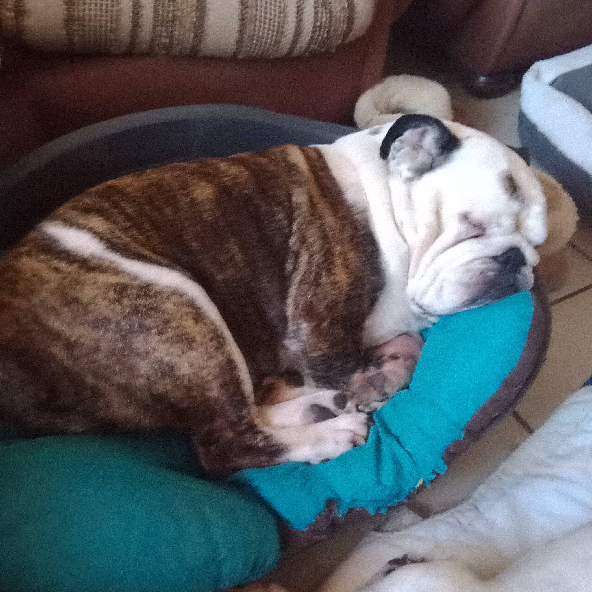 Maïté participe au concours pour gagner de l'argent avec cette photo : bulldog, canidae, carnivore, collar, comfort, companion_dog, dog, dog_breed, fawn, french_bulldog, molosser, nap, snout, sporting_group, terrestrial_animal, toy_dog, whiskers, white_english_bulldog, working_animal, wrinkle