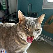 Gucci a rejoint le concours — aidez-le/la à gagner de superbes lots ! cat, gray_tabby, tongue_out, licking, whiskers, ears, tablecloth, indoor, window, chair, clothing, furniture, light, room, pet, animal, fur, face, closeup, domestic_cat