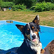 Vasco a rejoint le concours — aidez-le/la à gagner de superbes lots ! animal, blue_sky, clouds, curly_hair, dog, fun, grass, nature, outdoor, person, pet, playful, pool, recreation, relaxation, summer, sunny, tongue_out, trees, water