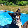 animal, blue_sky, clouds, curly_hair, dog, fun, grass, nature, outdoor, person, pet, playful, pool, recreation, relaxation, summer, sunny, tongue_out, trees, water