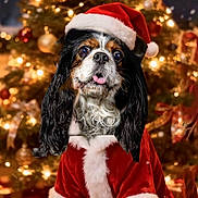Harold participe au concours pour gagner de l'argent avec cette photo : animal, black_white_brown_fur, celebration, christmas_decoration, christmas_lights, christmas_tree, costume, cute, decorations, dog, festive, fur, holiday, indoors, pet, portrait, red_clothing, santa_hat, seasonal, tongue_out
