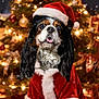 animal, black_white_brown_fur, celebration, christmas_decoration, christmas_lights, christmas_tree, costume, cute, decorations, dog, festive, fur, holiday, indoors, pet, portrait, red_clothing, santa_hat, seasonal, tongue_out