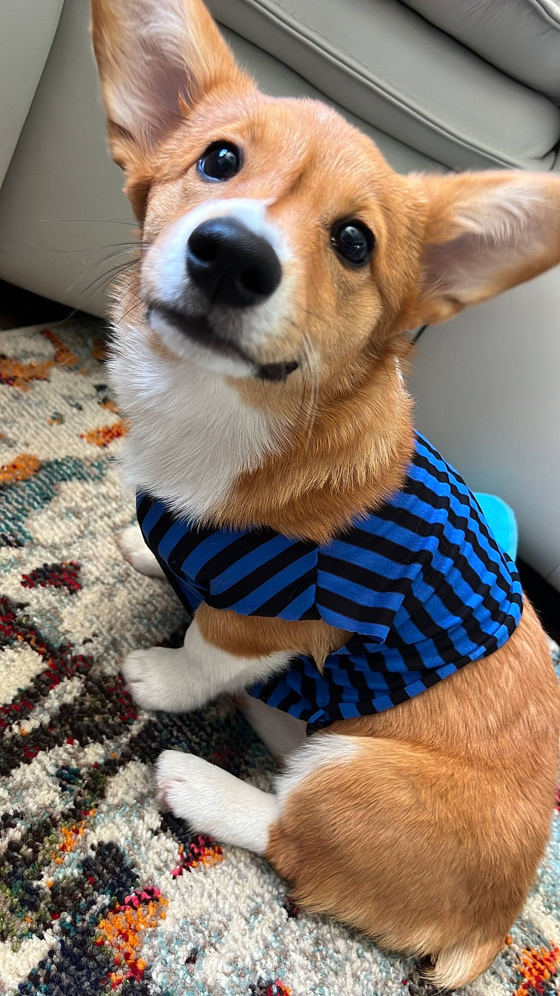 Princess Bubblegum is registered to the contest to win money with this photo: canidae, carnivore, collar, companion_dog, dog, dog_breed, dog_clothes, dog_supply, fawn, fur, pattern, pet_supply, snout, spitz, sporting_group, tail, terrestrial_animal, toy_dog, whiskers, working_animal