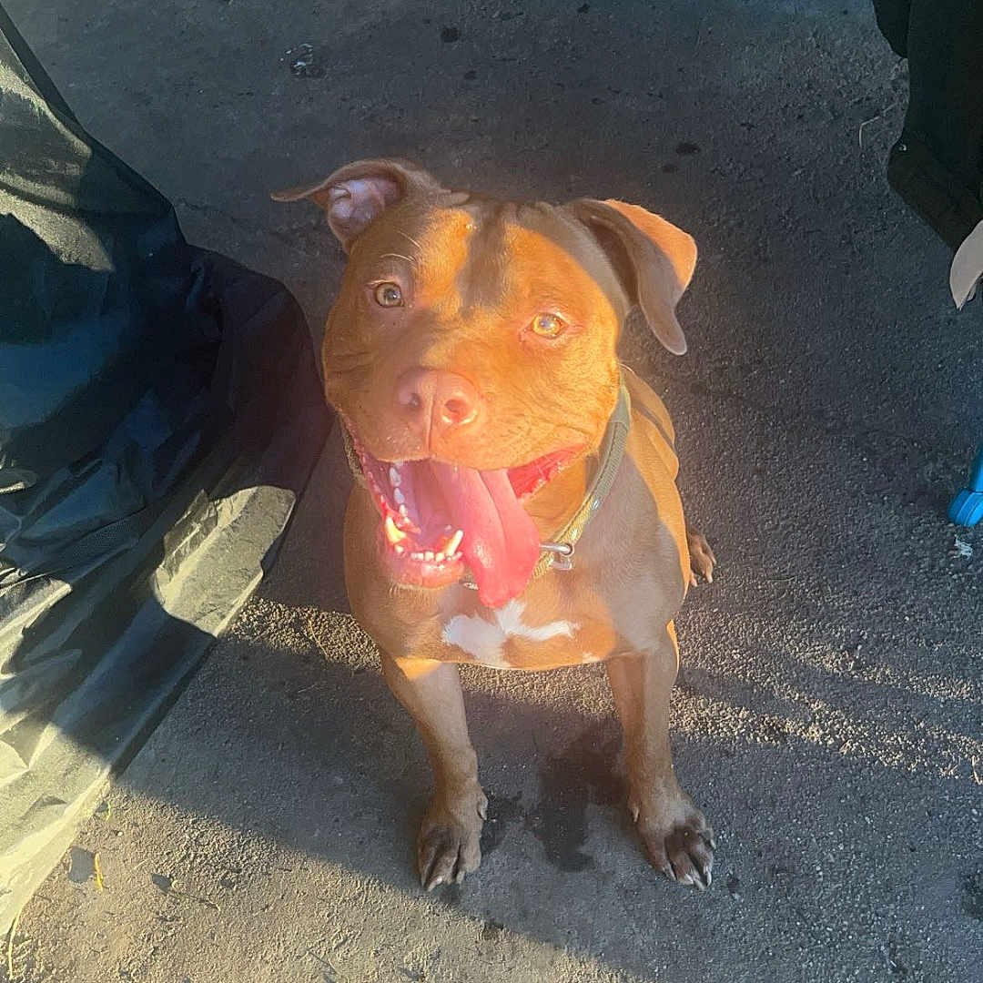 Taiko participe au concours pour gagner de l'argent avec cette photo : animal, beach, bodypart, bulldog, canine, coast, dog, face, head, nature, outdoors, person, pet, photography, pitbull, portrait, puppy, sea, shoreline, water