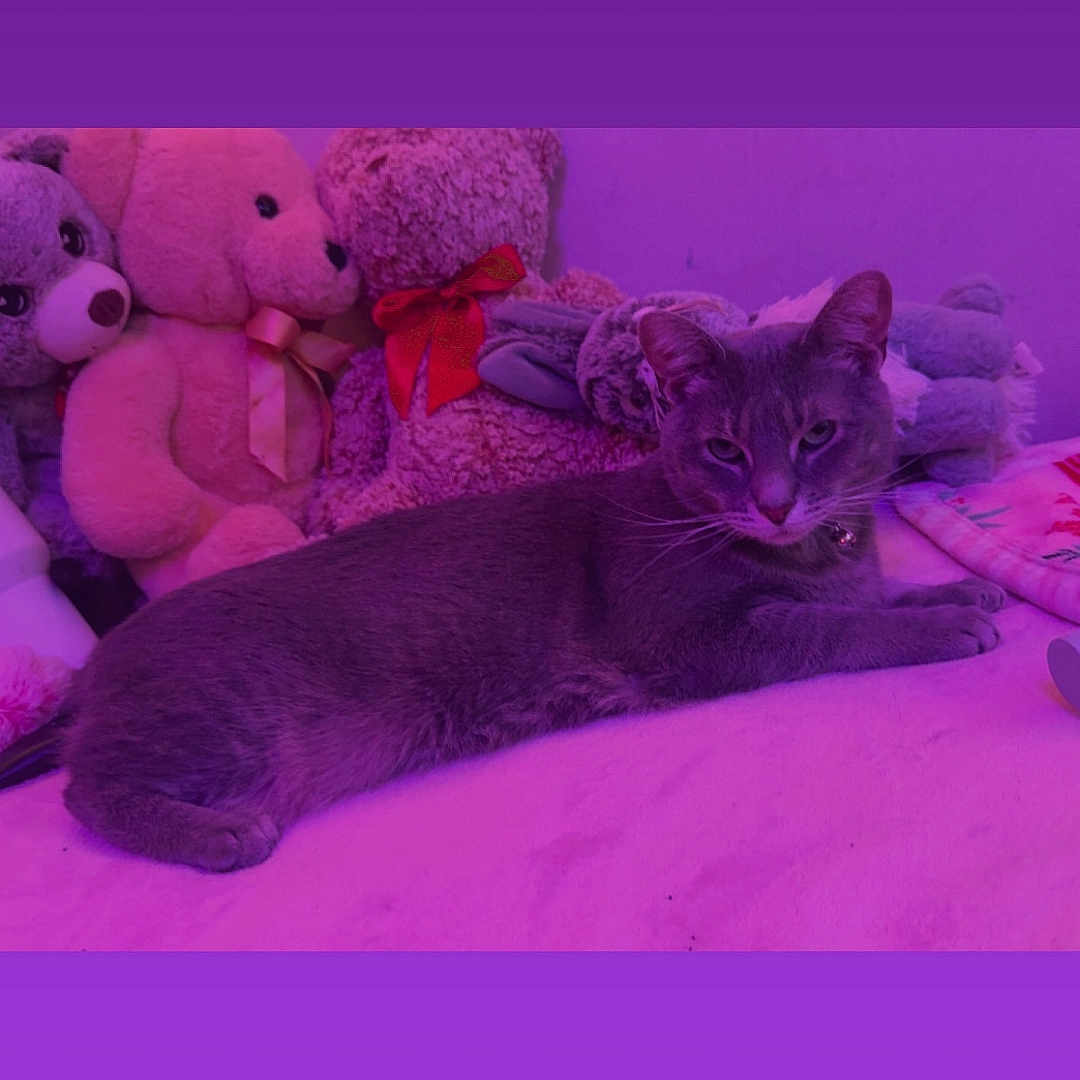 Luna is registered to the contest to win money with this photo: cat, gray_cat, plush_toys, teddy_bears, bed, indoor, resting, pets, feline, soft_toys, purple_lighting, cozy, cute, domestic_animal, relaxed, home, animal, sleepy, collar, stuffed_animals