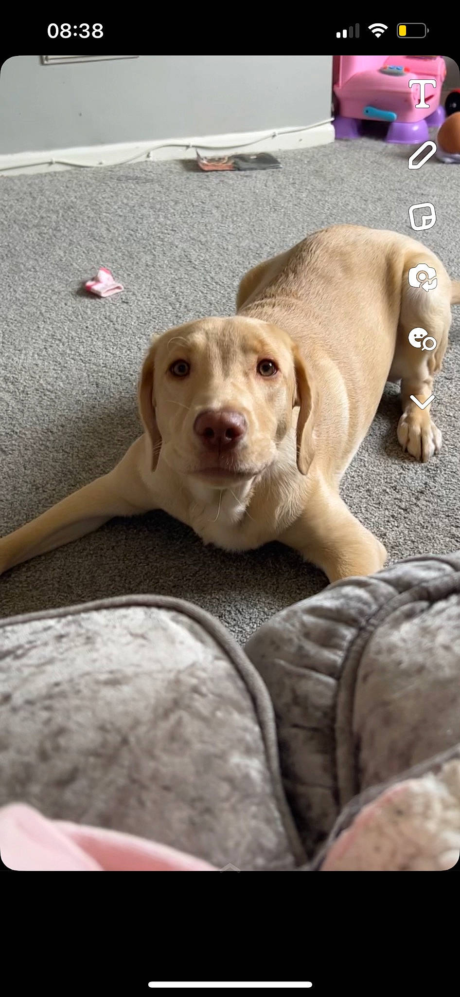 Missy is registered to the contest to win money with this photo: canidae, carnivore, collar, comfort, companion_dog, dog, dog_breed, dog_supply, fawn, fur, jaw, liver, paw, pet_supply, snout, sporting_group, terrestrial_animal, whiskers, wood, working_animal