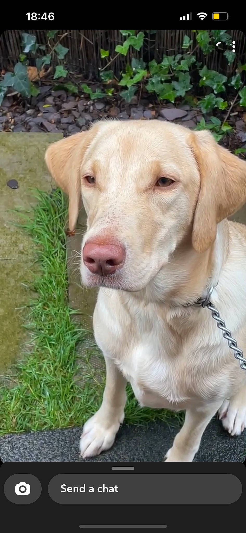 Missy joined the competition — help win amazing prizes! canidae, carnivore, collar, companion_dog, dog, dog_breed, dog_collar, fawn, fur, grass, gun_dog, liver, natural_material, plant, snout, sporting_group, terrestrial_animal, whiskers, wood, working_animal