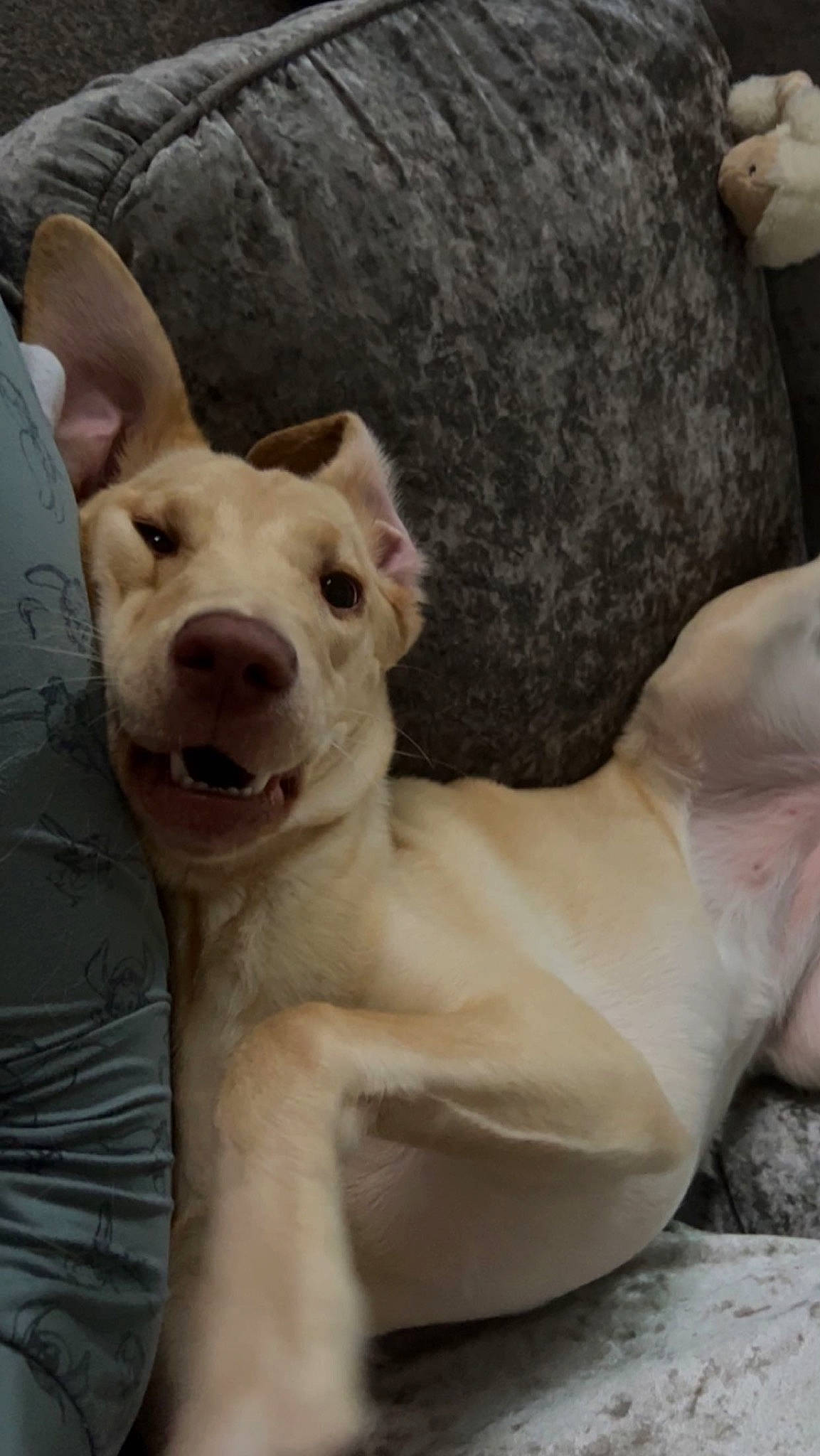 Missy is registered to the contest to win money with this photo: ancient_dog_breeds, canidae, carnivore, companion_dog, dog, dog_breed, dogo_argentino, fawn, felidae, fur, sheep, small_to_medium_sized_cats, snout, sporting_group, street_dog, tail, terrestrial_animal, toy_dog, whiskers, working_animal