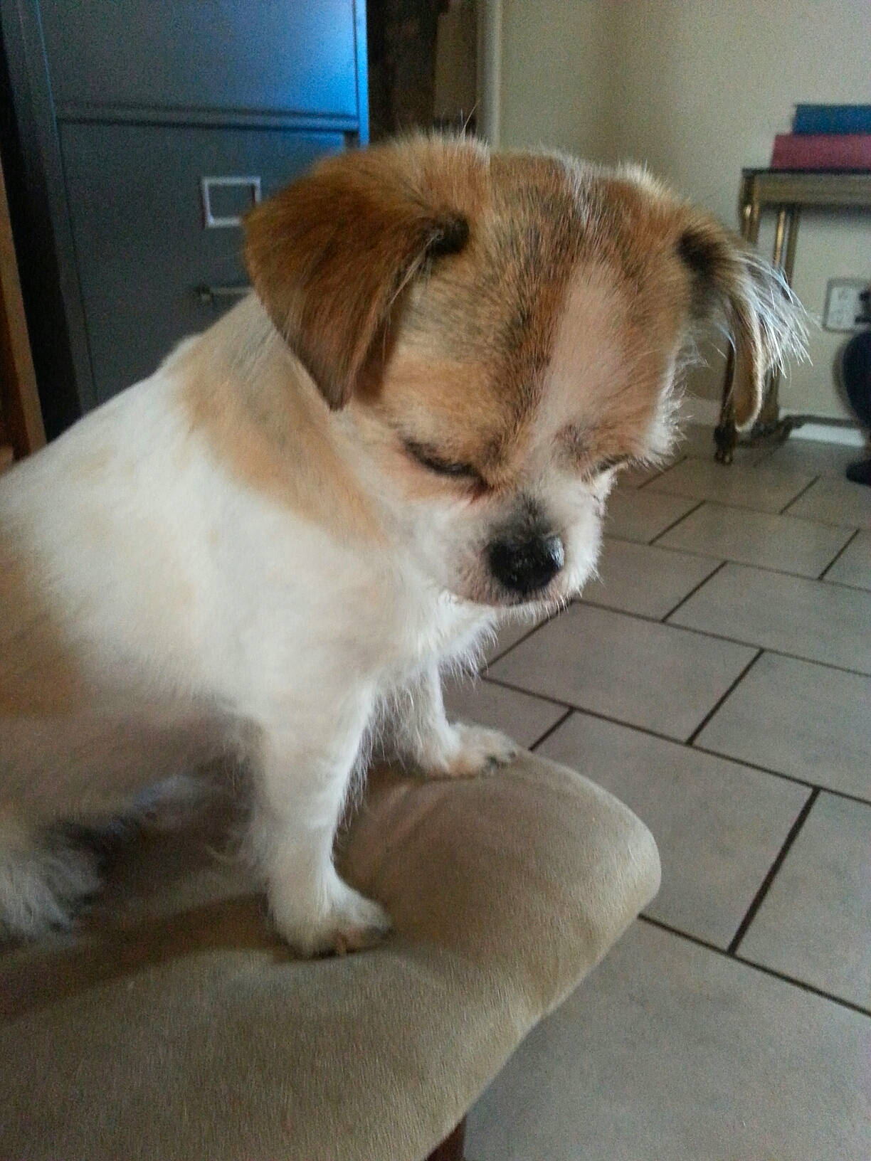 Spyro is registered to the contest to win money with this photo: ancient_dog_breeds, canidae, carnivore, companion_dog, dog, dog_breed, fawn, jack_russell_terrier, lhasa_apso, mammal, morkie, puppy, puppy_love, rare_breed_dog, russell_terrier, shih_tzu, snout, sporting_group, toy_dog, vertebrate