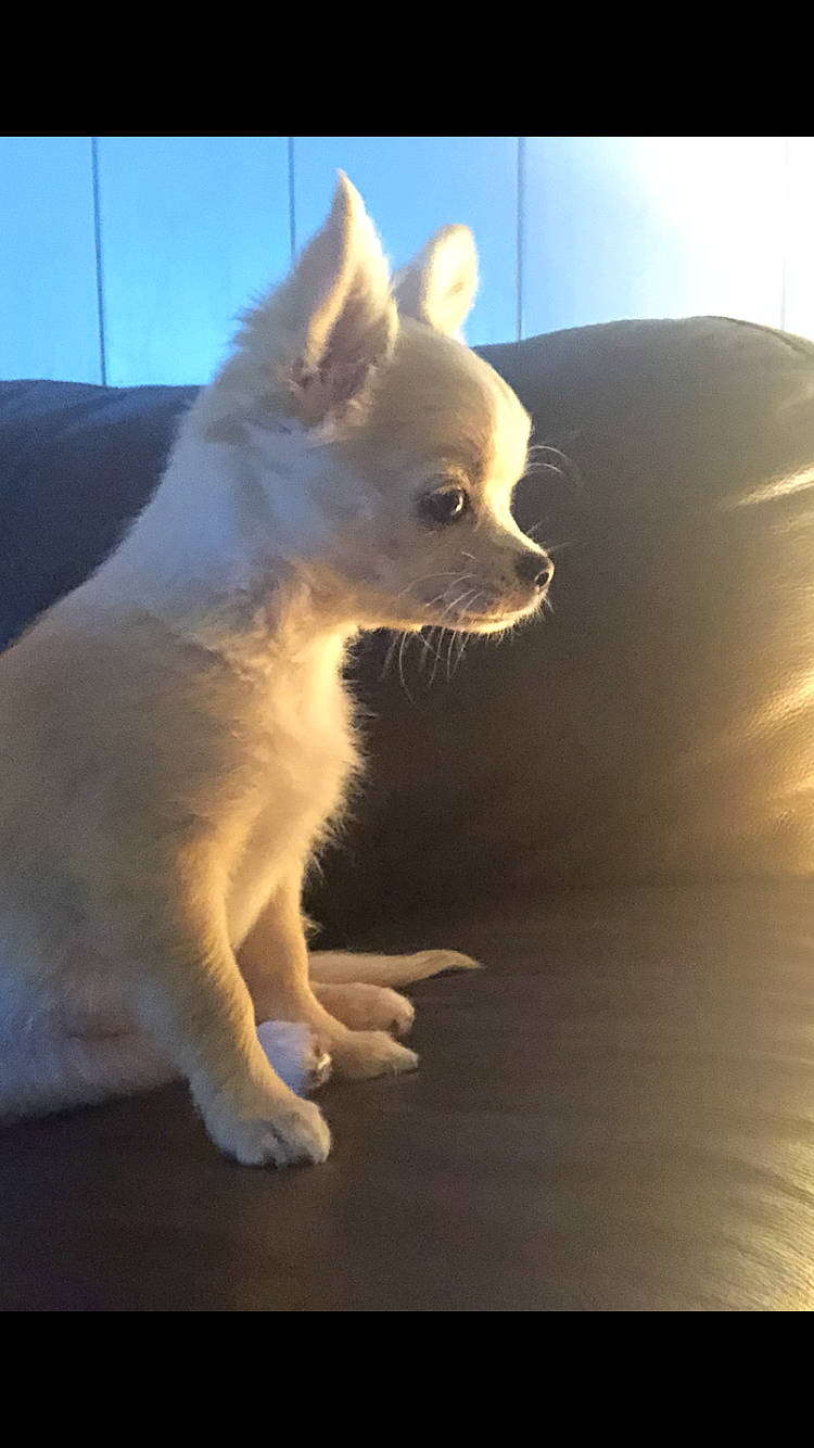 Plume a rejoint le concours — aidez-le/la à gagner de superbes lots ! canidae, carnivore, chihuahua, companion_dog, dog, dog_breed, fawn, mammal, non_sporting_group, pomeranian, puppy, sky, snout, toy_dog, vertebrate, whiskers