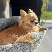 Plume a rejoint le concours — aidez-le/la à gagner de superbes lots ! dog, pet_bed, sunlight, cozy, fluffy, sleeping, relaxed, indoor, small_dog, chihuahua, fur, tail, nose, ears, floor, home, comfort, resting, cute, animal