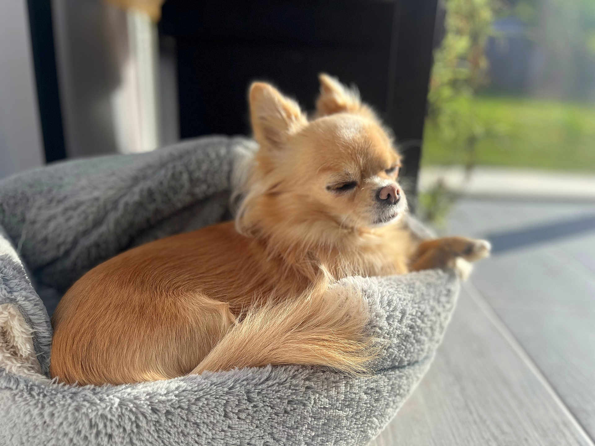 Plume a rejoint le concours — aidez-le/la à gagner de superbes lots ! dog, pet_bed, sunlight, cozy, fluffy, sleeping, relaxed, indoor, small_dog, chihuahua, fur, tail, nose, ears, floor, home, comfort, resting, cute, animal
