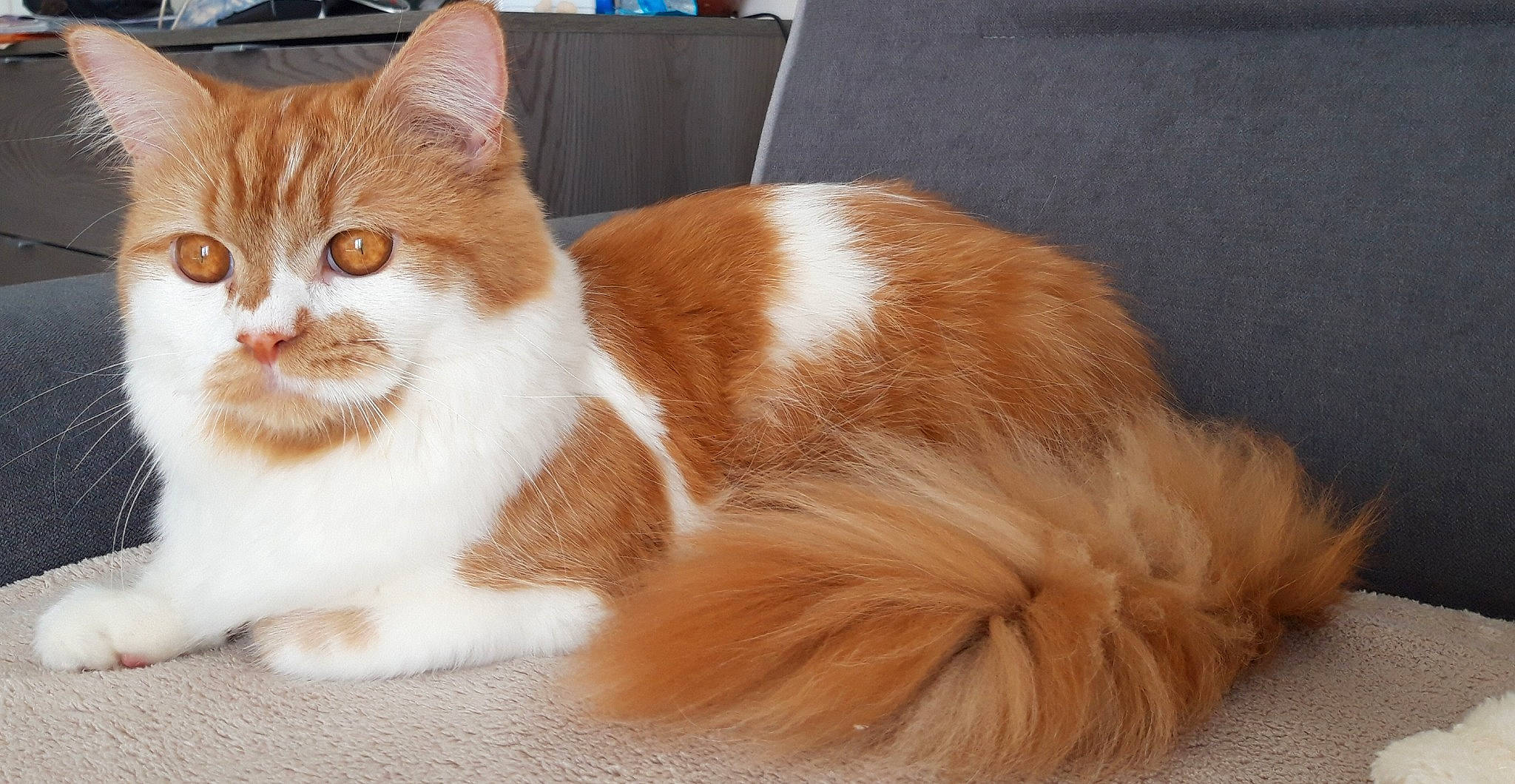 Rouki a rejoint le concours — aidez-le/la à gagner de superbes lots ! asian_semi_longhair, british_longhair, british_semi_longhair, carnivore, cat, cymric, domestic_long_haired_cat, fawn, felidae, fur, maine_coon, mammal, napoleon_cat, norwegian_forest_cat, persian, ragamuffin, small_to_medium_sized_cats, tail, vertebrate, whiskers