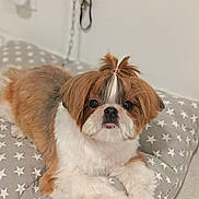Izumi participe au concours pour gagner de l'argent avec cette photo : dog, puppy, fluffy, topknot, brown, white, pet, cute, star_pattern, cushion, indoor, animal, fur, small_dog, lying_down, looking_at_camera, adorable, companion, domestic, cozy