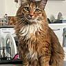 cat, fluffy, green_eyes, pet, indoor, kitchen, washing_machine, furniture, home, domestic_animal, whiskers, fur, cute, animal, mammal, portrait, sitting, table, household, relaxed