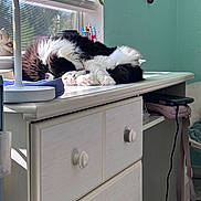 Oreo is registered to the contest to win money with this photo: cats, cat, black_and_white, furry, sleeping, napping, cuddling, pets, animals, indoor, sunlight, window, blinds, dresser, furniture, home, bedroom, houseplant, cozy, relaxed