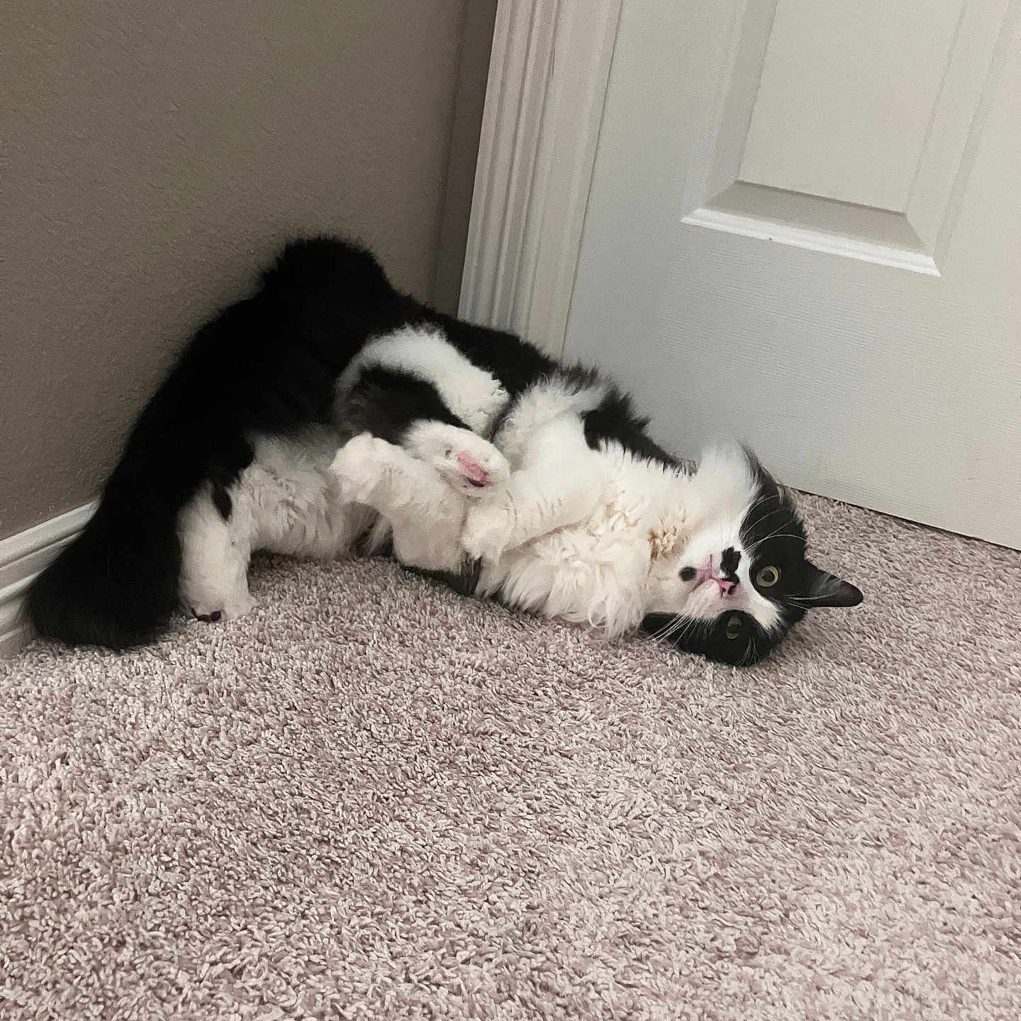 Oreo
