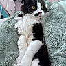 cat, black_and_white, tuxedo_cat, longhaired, feline, pet, animal, portrait, closeup, whiskers, green_eyes, pink_nose, sitting, lounging, blanket, bed, indoors, cozy, fluffy, photography
