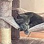Olaf a rejoint le concours — aidez-le/la à gagner de superbes lots ! cat, gray_cat, sleeping, cat_tree, plush, indoor, feline, cozy, pet, resting, paws, animal, cute, relaxed, home, furniture, soft, cute_pet, domestic_cat, cat_hammock