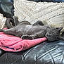 Olaf a rejoint le concours — aidez-le/la à gagner de superbes lots ! cat, gray_cat, towel, pink_towel, leather_couch, black_couch, pillow, cream_pillow, relaxed, sleepy, pet, indoor, feline, fur, whiskers, animal, resting, cozy, home, domestic