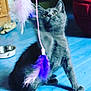 kitten, cat, gray_cat, playing, feather_toy, indoor, blue_floor, pet, young_cat, curious, paw, feline, domestic_cat, toy, animal, cute, pet_toy, playful, mischievous, furry