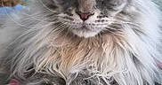 Aragorn participe au concours pour gagner de l'argent avec cette photo : animal, background, cat, close_up, cute, desk, ears, feline, fluffy, gray_cat, indoor, long_hair, notebook, pen, pet, relaxed, stationery, table, whiskers, writing