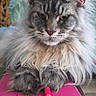 animal, background, cat, close_up, cute, desk, ears, feline, fluffy, gray_cat, indoor, long_hair, notebook, pen, pet, relaxed, stationery, table, whiskers, writing