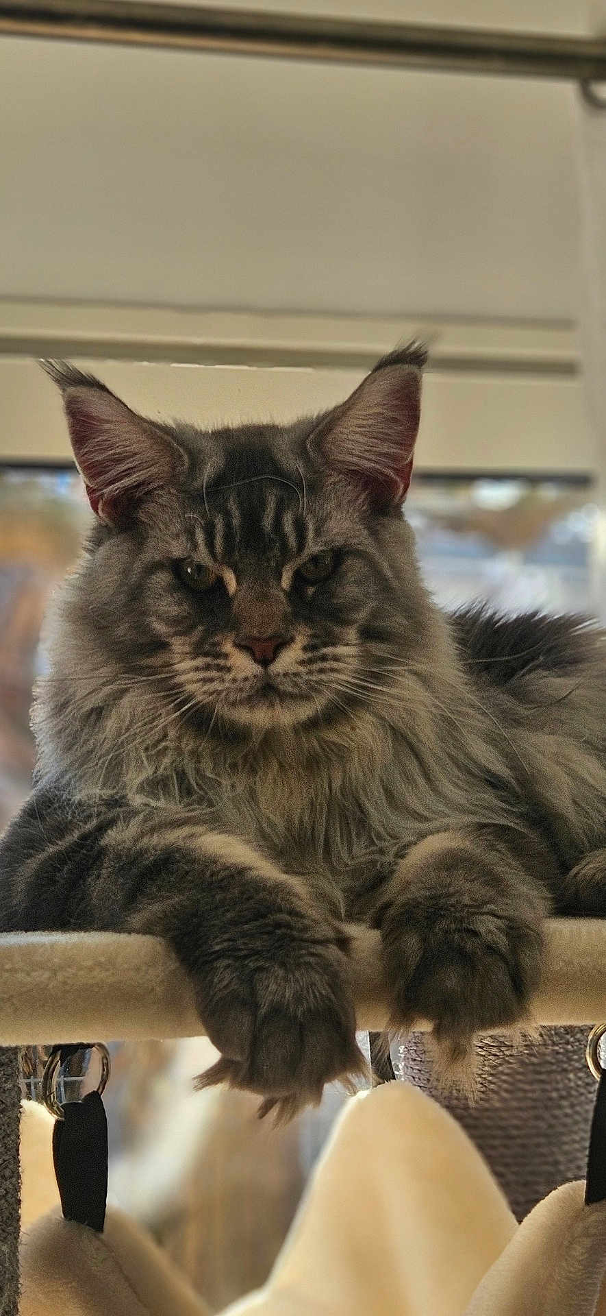 Aragorn a rejoint le concours — aidez-le/la à gagner de superbes lots ! cat, fluffy, gray, pet, animal, indoor, feline, portrait, closeup, ears, whiskers, paws, fur, resting, looking, cozy, house, window, soft, cute