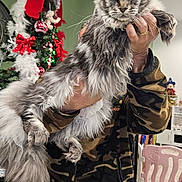 Aragorn a rejoint le concours — aidez-le/la à gagner de superbes lots ! cat, fluffy, gray, person, hands, camouflage_jacket, christmas_tree, red_bow, ornaments, holiday_decorations, indoor, home, festive, decor, furniture, tile_floor, holding, pet, long_fur, mammal