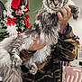 cat, fluffy, gray, person, hands, camouflage_jacket, christmas_tree, red_bow, ornaments, holiday_decorations, indoor, home, festive, decor, furniture, tile_floor, holding, pet, long_fur, mammal